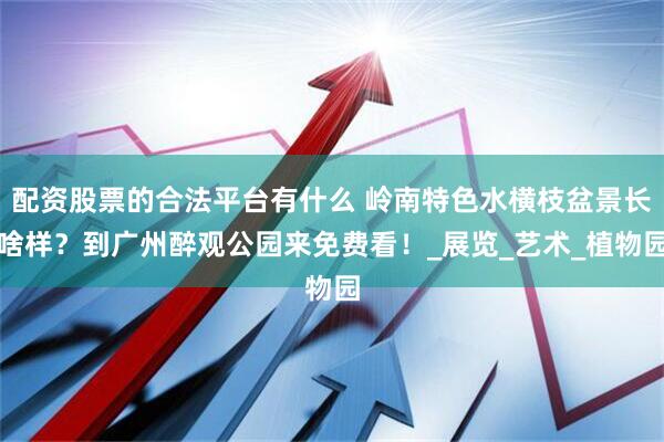 配资股票的合法平台有什么 岭南特色水横枝盆景长啥样?到广州醉观公园来免费看!_展览_艺术_植物园